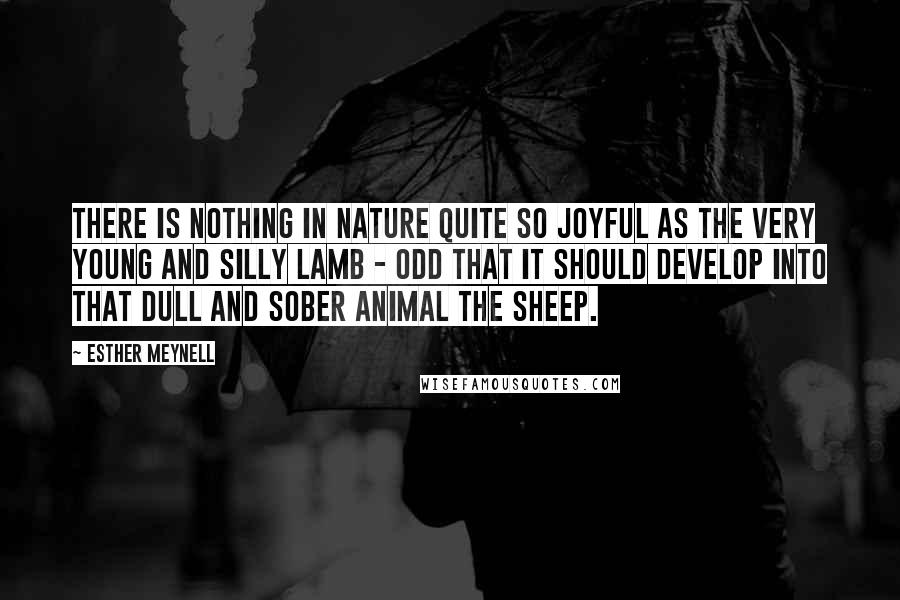 Esther Meynell Quotes: There is nothing in nature quite so joyful as the very young and silly lamb - odd that it should develop into that dull and sober animal the sheep.