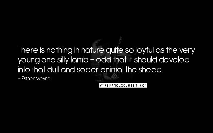 Esther Meynell Quotes: There is nothing in nature quite so joyful as the very young and silly lamb - odd that it should develop into that dull and sober animal the sheep.