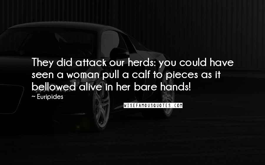 Euripides Quotes: They did attack our herds: you could have seen a woman pull a calf to pieces as it bellowed alive in her bare hands!