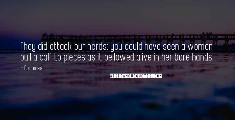 Euripides Quotes: They did attack our herds: you could have seen a woman pull a calf to pieces as it bellowed alive in her bare hands!