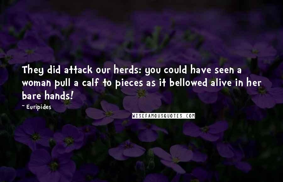 Euripides Quotes: They did attack our herds: you could have seen a woman pull a calf to pieces as it bellowed alive in her bare hands!