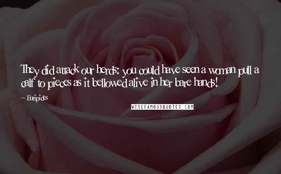 Euripides Quotes: They did attack our herds: you could have seen a woman pull a calf to pieces as it bellowed alive in her bare hands!