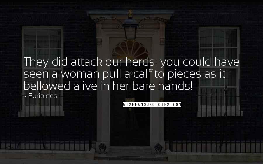 Euripides Quotes: They did attack our herds: you could have seen a woman pull a calf to pieces as it bellowed alive in her bare hands!