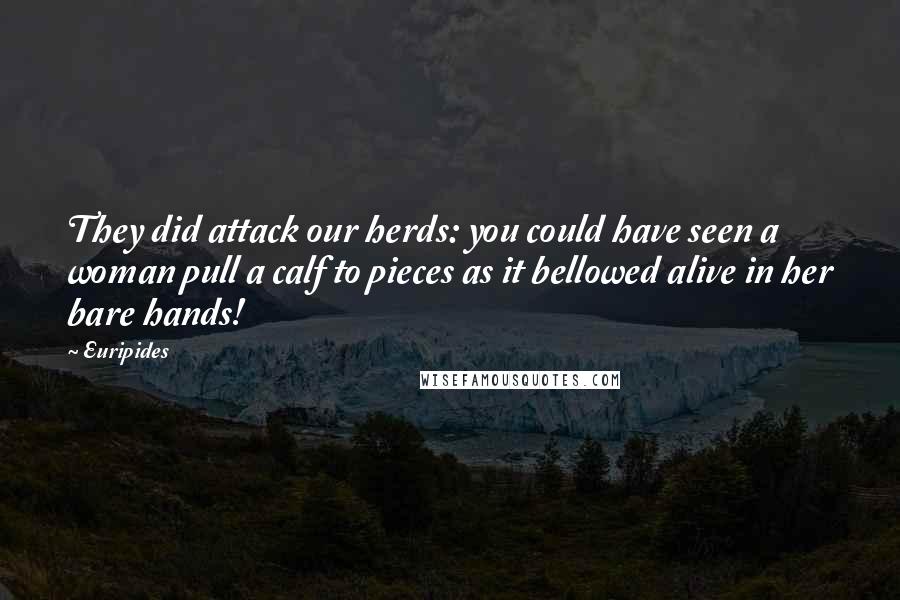 Euripides Quotes: They did attack our herds: you could have seen a woman pull a calf to pieces as it bellowed alive in her bare hands!