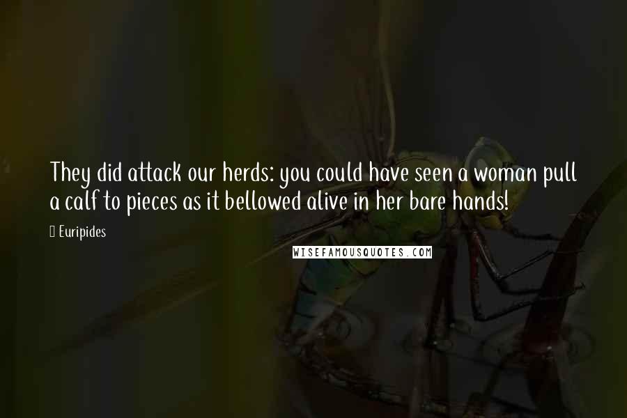 Euripides Quotes: They did attack our herds: you could have seen a woman pull a calf to pieces as it bellowed alive in her bare hands!