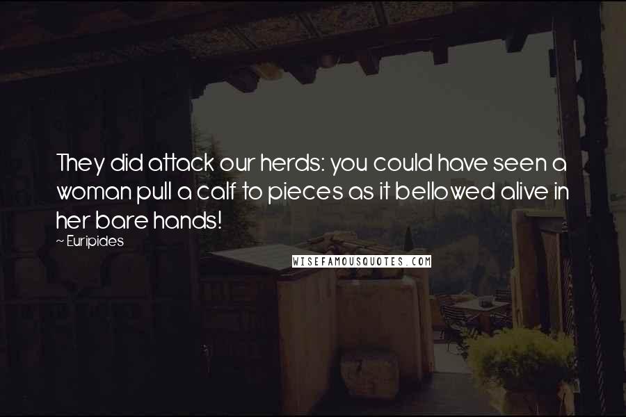 Euripides Quotes: They did attack our herds: you could have seen a woman pull a calf to pieces as it bellowed alive in her bare hands!