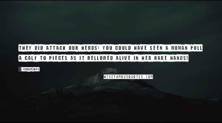 Euripides Quotes: They did attack our herds: you could have seen a woman pull a calf to pieces as it bellowed alive in her bare hands!