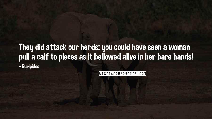 Euripides Quotes: They did attack our herds: you could have seen a woman pull a calf to pieces as it bellowed alive in her bare hands!