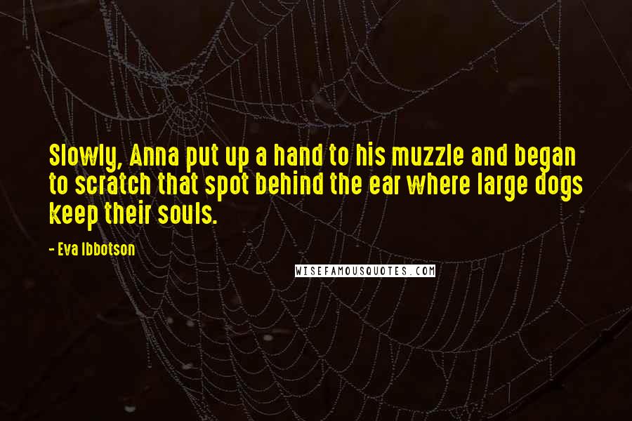 Eva Ibbotson Quotes: Slowly, Anna put up a hand to his muzzle and began to scratch that spot behind the ear where large dogs keep their souls.