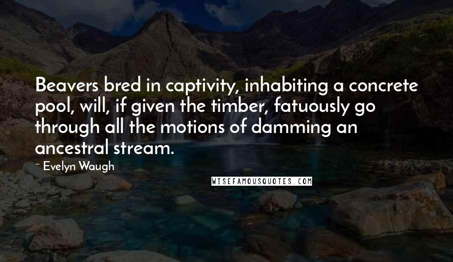 Evelyn Waugh Quotes: Beavers bred in captivity, inhabiting a concrete pool, will, if given the timber, fatuously go through all the motions of damming an ancestral stream.