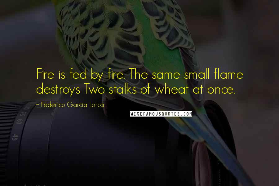 Federico Garcia Lorca Quotes: Fire is fed by fire. The same small flame destroys Two stalks of wheat at once.