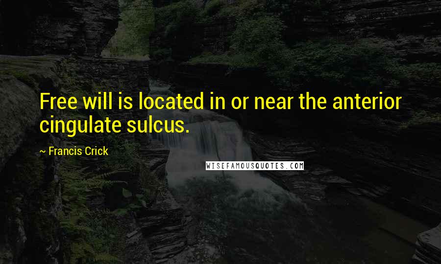 Francis Crick Quotes: Free will is located in or near the anterior cingulate sulcus.