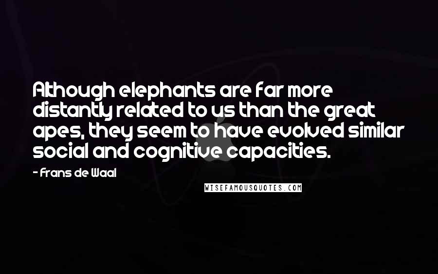 Frans De Waal Quotes: Although elephants are far more distantly related to us than the great apes, they seem to have evolved similar social and cognitive capacities.