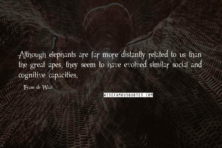Frans De Waal Quotes: Although elephants are far more distantly related to us than the great apes, they seem to have evolved similar social and cognitive capacities.