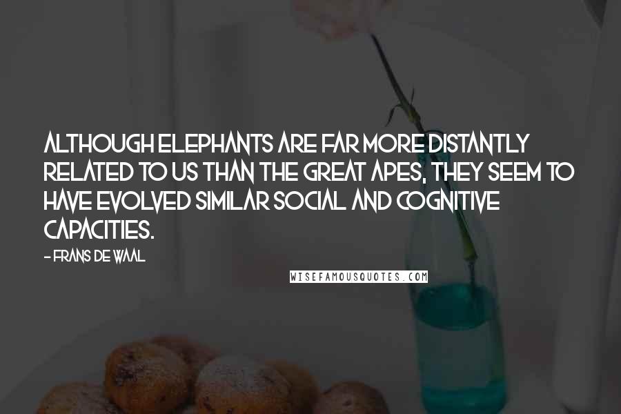 Frans De Waal Quotes: Although elephants are far more distantly related to us than the great apes, they seem to have evolved similar social and cognitive capacities.