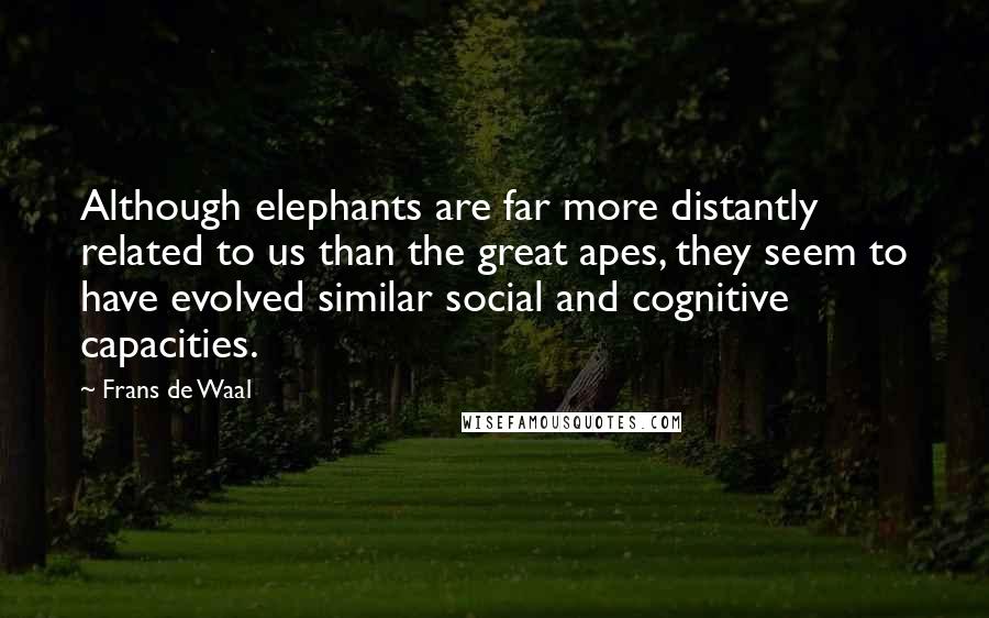 Frans De Waal Quotes: Although elephants are far more distantly related to us than the great apes, they seem to have evolved similar social and cognitive capacities.