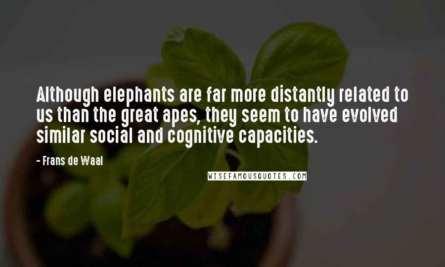 Frans De Waal Quotes: Although elephants are far more distantly related to us than the great apes, they seem to have evolved similar social and cognitive capacities.