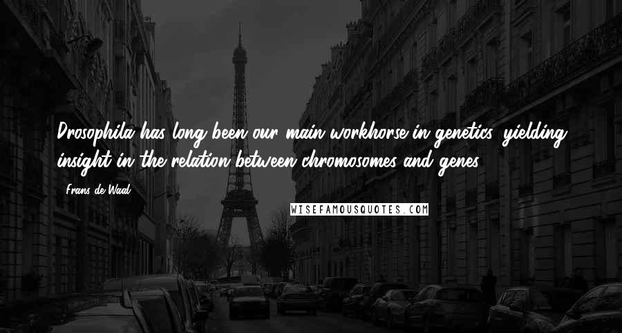 Frans De Waal Quotes: Drosophila has long been our main workhorse in genetics, yielding insight in the relation between chromosomes and genes.