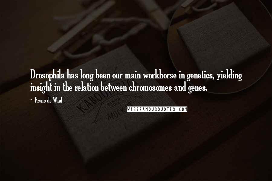 Frans De Waal Quotes: Drosophila has long been our main workhorse in genetics, yielding insight in the relation between chromosomes and genes.