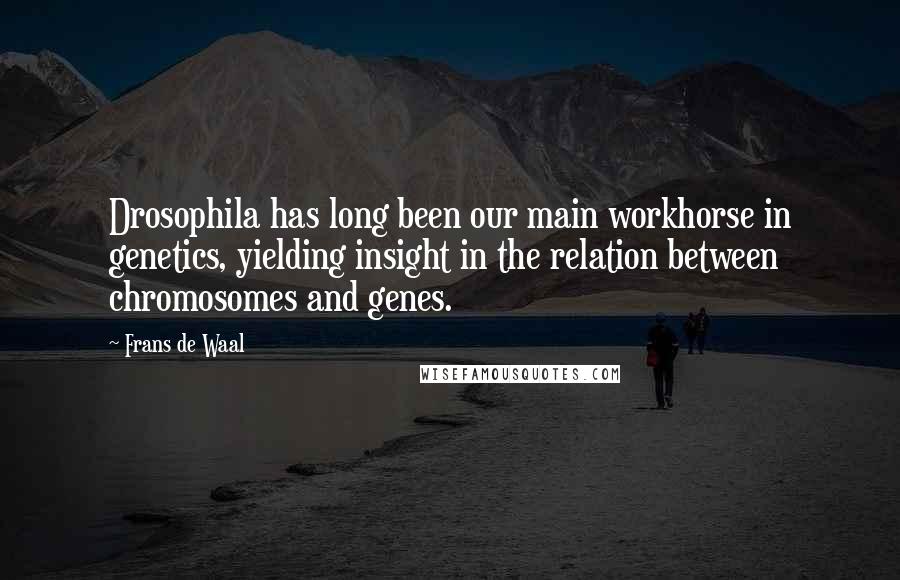 Frans De Waal Quotes: Drosophila has long been our main workhorse in genetics, yielding insight in the relation between chromosomes and genes.