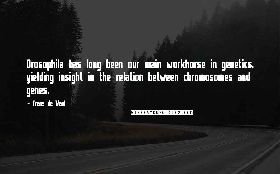 Frans De Waal Quotes: Drosophila has long been our main workhorse in genetics, yielding insight in the relation between chromosomes and genes.