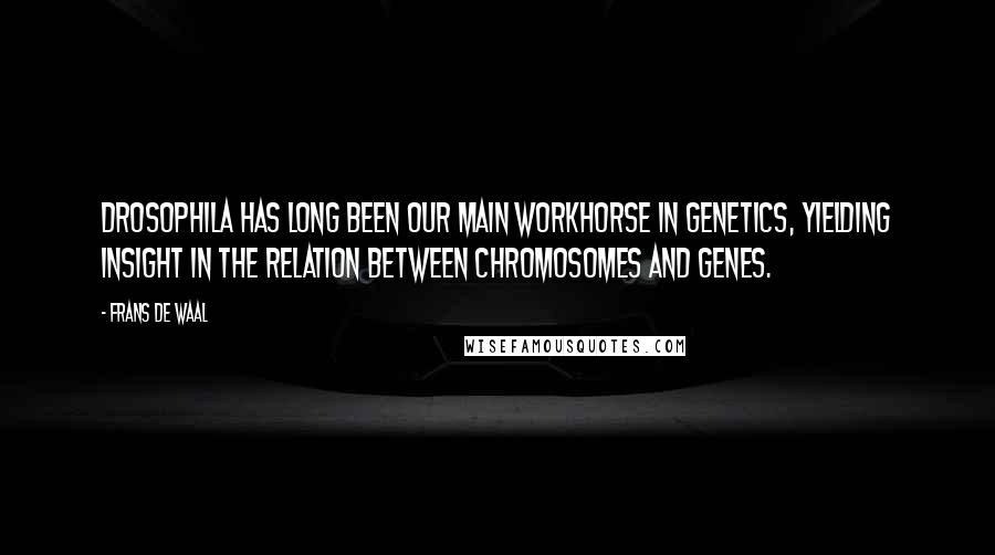 Frans De Waal Quotes: Drosophila has long been our main workhorse in genetics, yielding insight in the relation between chromosomes and genes.