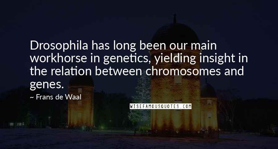 Frans De Waal Quotes: Drosophila has long been our main workhorse in genetics, yielding insight in the relation between chromosomes and genes.