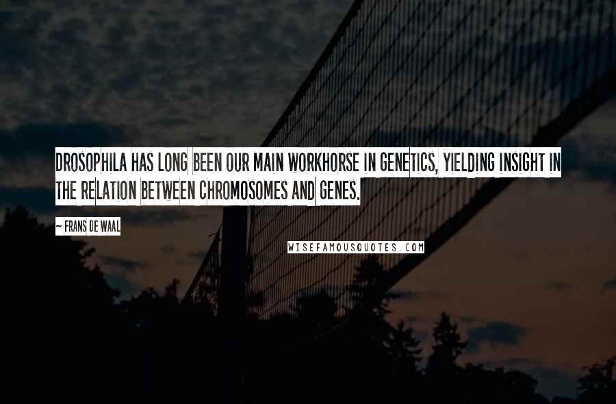 Frans De Waal Quotes: Drosophila has long been our main workhorse in genetics, yielding insight in the relation between chromosomes and genes.