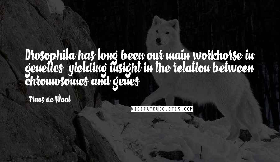 Frans De Waal Quotes: Drosophila has long been our main workhorse in genetics, yielding insight in the relation between chromosomes and genes.