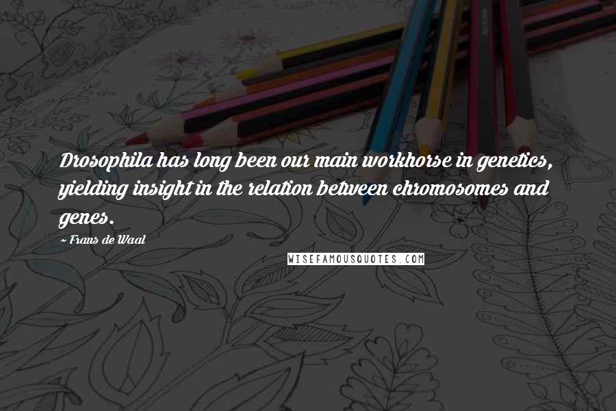 Frans De Waal Quotes: Drosophila has long been our main workhorse in genetics, yielding insight in the relation between chromosomes and genes.