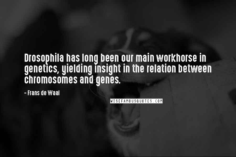 Frans De Waal Quotes: Drosophila has long been our main workhorse in genetics, yielding insight in the relation between chromosomes and genes.