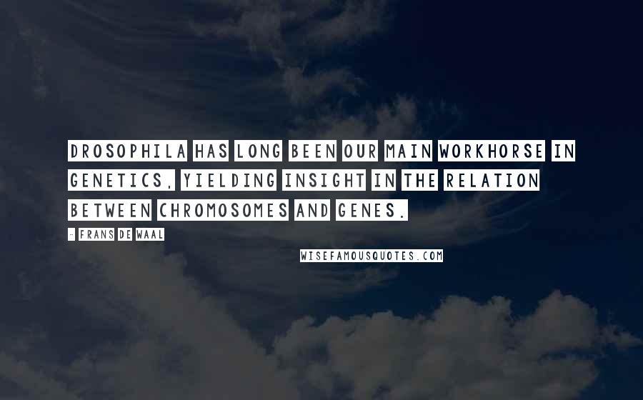 Frans De Waal Quotes: Drosophila has long been our main workhorse in genetics, yielding insight in the relation between chromosomes and genes.