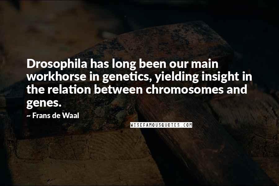 Frans De Waal Quotes: Drosophila has long been our main workhorse in genetics, yielding insight in the relation between chromosomes and genes.