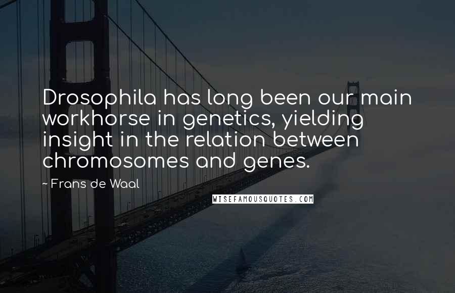 Frans De Waal Quotes: Drosophila has long been our main workhorse in genetics, yielding insight in the relation between chromosomes and genes.