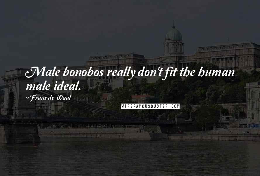 Frans De Waal Quotes: Male bonobos really don't fit the human male ideal.