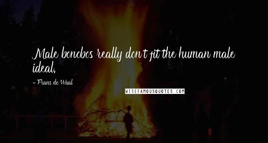 Frans De Waal Quotes: Male bonobos really don't fit the human male ideal.