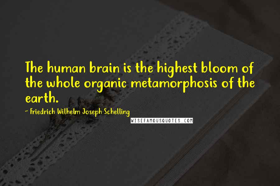 Friedrich Wilhelm Joseph Schelling Quotes: The human brain is the highest bloom of the whole organic metamorphosis of the earth.