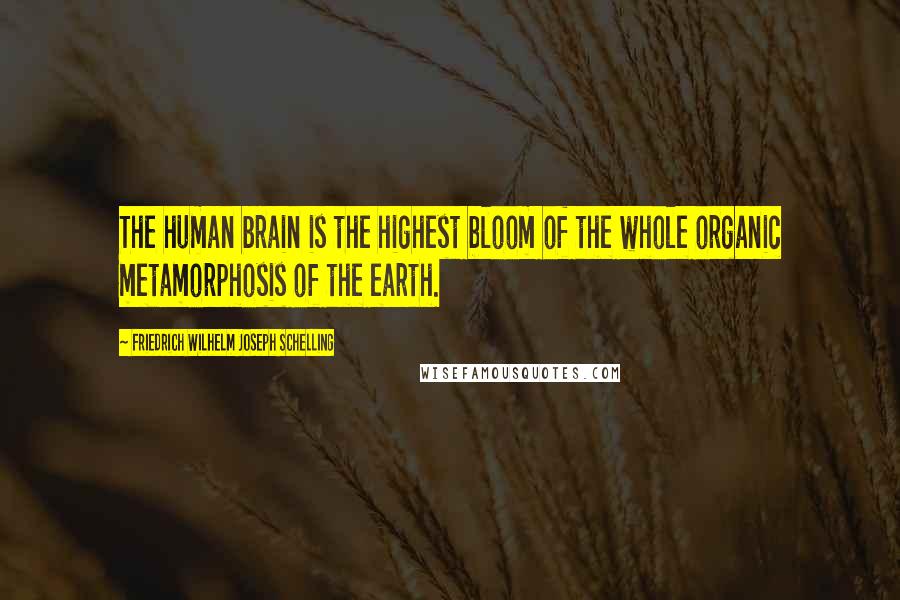 Friedrich Wilhelm Joseph Schelling Quotes: The human brain is the highest bloom of the whole organic metamorphosis of the earth.