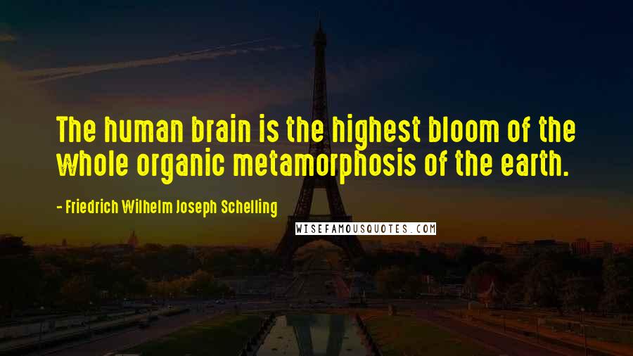 Friedrich Wilhelm Joseph Schelling Quotes: The human brain is the highest bloom of the whole organic metamorphosis of the earth.