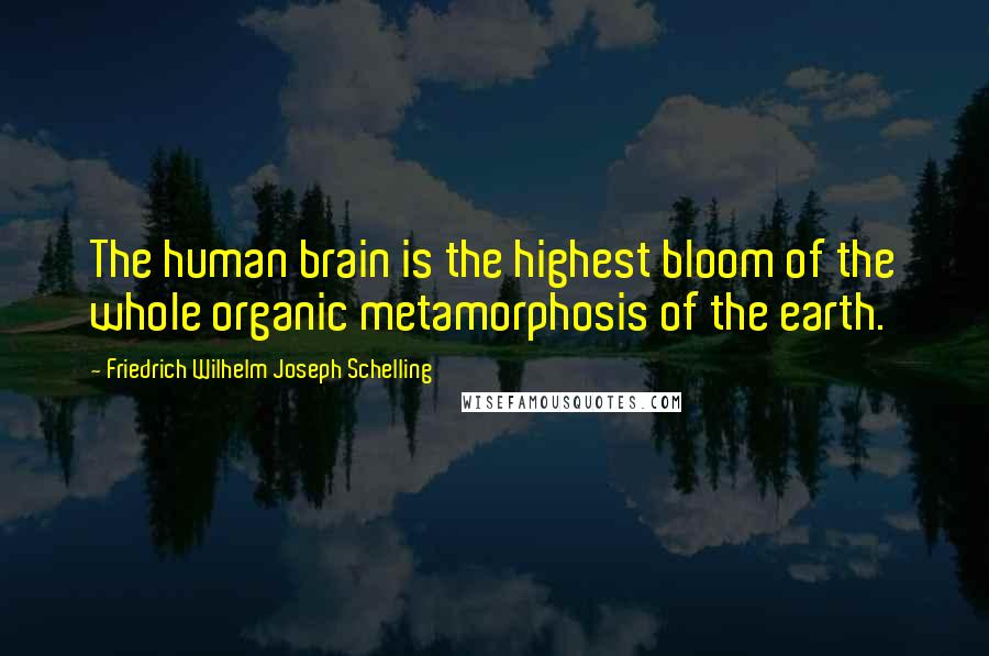 Friedrich Wilhelm Joseph Schelling Quotes: The human brain is the highest bloom of the whole organic metamorphosis of the earth.