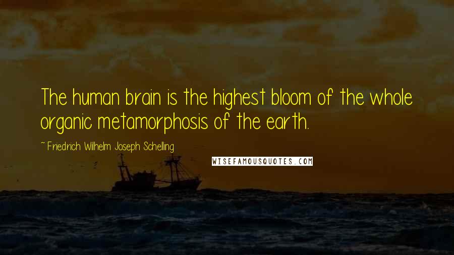 Friedrich Wilhelm Joseph Schelling Quotes: The human brain is the highest bloom of the whole organic metamorphosis of the earth.