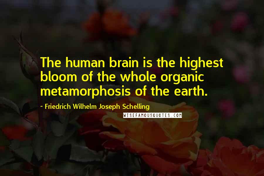 Friedrich Wilhelm Joseph Schelling Quotes: The human brain is the highest bloom of the whole organic metamorphosis of the earth.