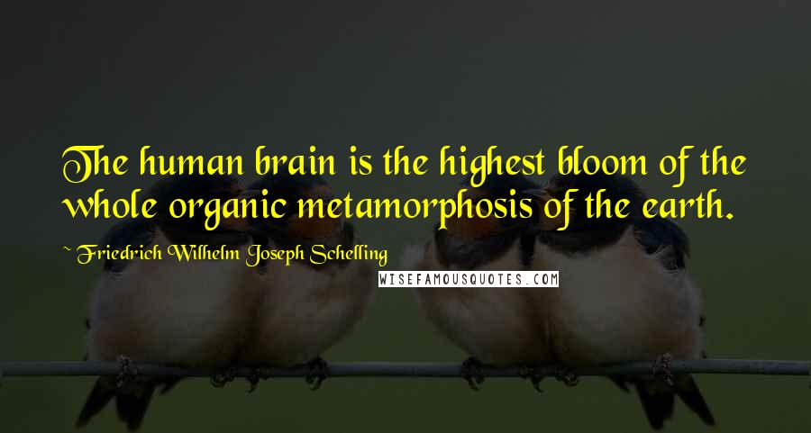 Friedrich Wilhelm Joseph Schelling Quotes: The human brain is the highest bloom of the whole organic metamorphosis of the earth.