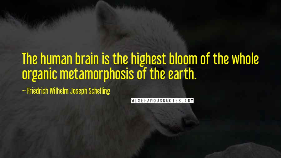Friedrich Wilhelm Joseph Schelling Quotes: The human brain is the highest bloom of the whole organic metamorphosis of the earth.