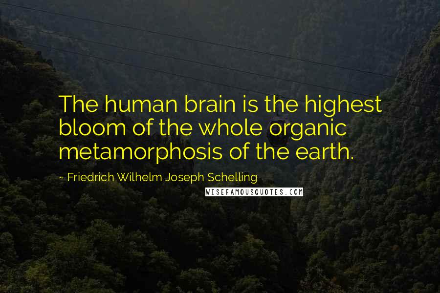 Friedrich Wilhelm Joseph Schelling Quotes: The human brain is the highest bloom of the whole organic metamorphosis of the earth.