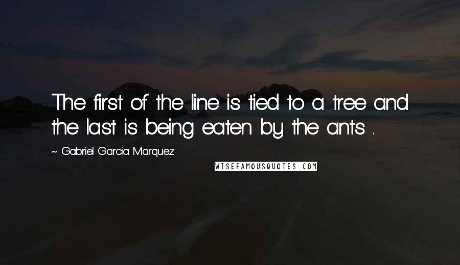 Gabriel Garcia Marquez Quotes: The first of the line is tied to a tree and the last is being eaten by the ants .