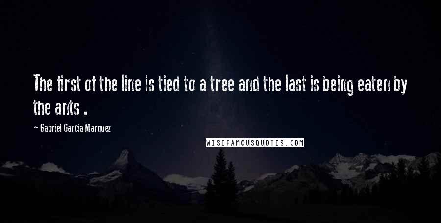 Gabriel Garcia Marquez Quotes: The first of the line is tied to a tree and the last is being eaten by the ants .