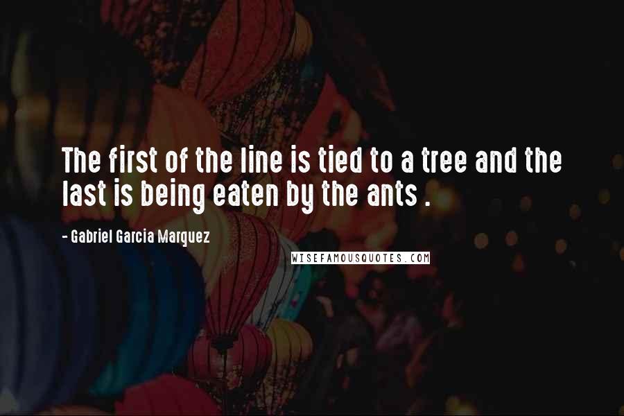 Gabriel Garcia Marquez Quotes: The first of the line is tied to a tree and the last is being eaten by the ants .