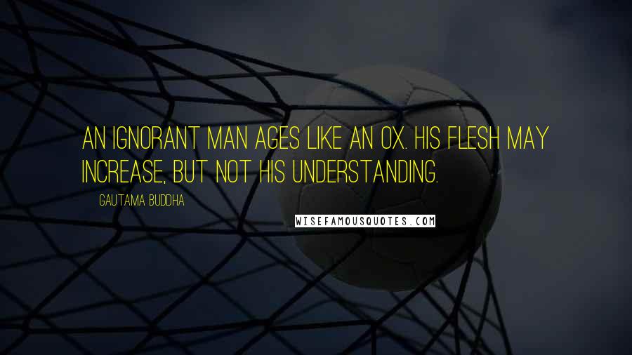 Gautama Buddha Quotes: An ignorant man ages like an ox. His flesh may increase, but not his understanding.