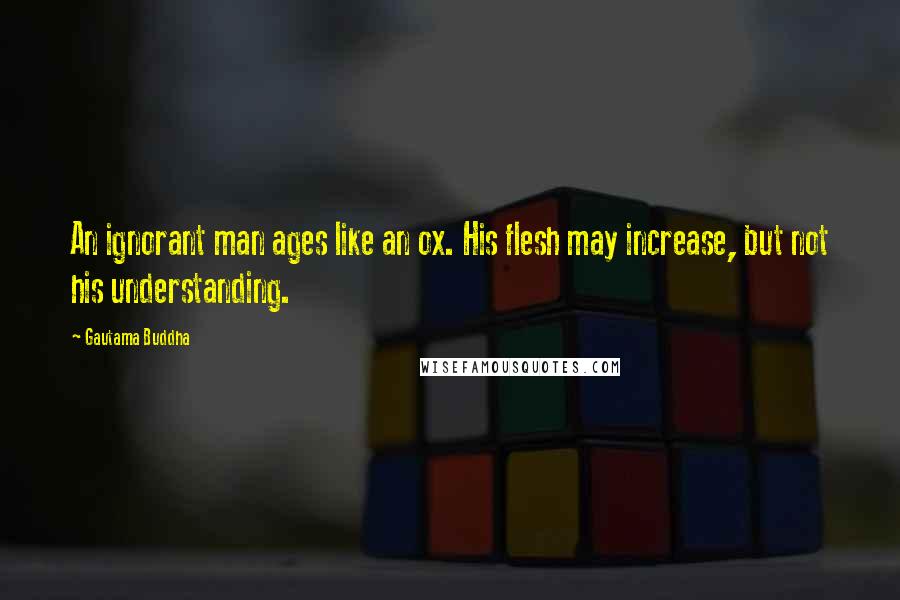 Gautama Buddha Quotes: An ignorant man ages like an ox. His flesh may increase, but not his understanding.